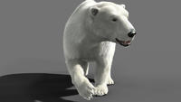 polar bear